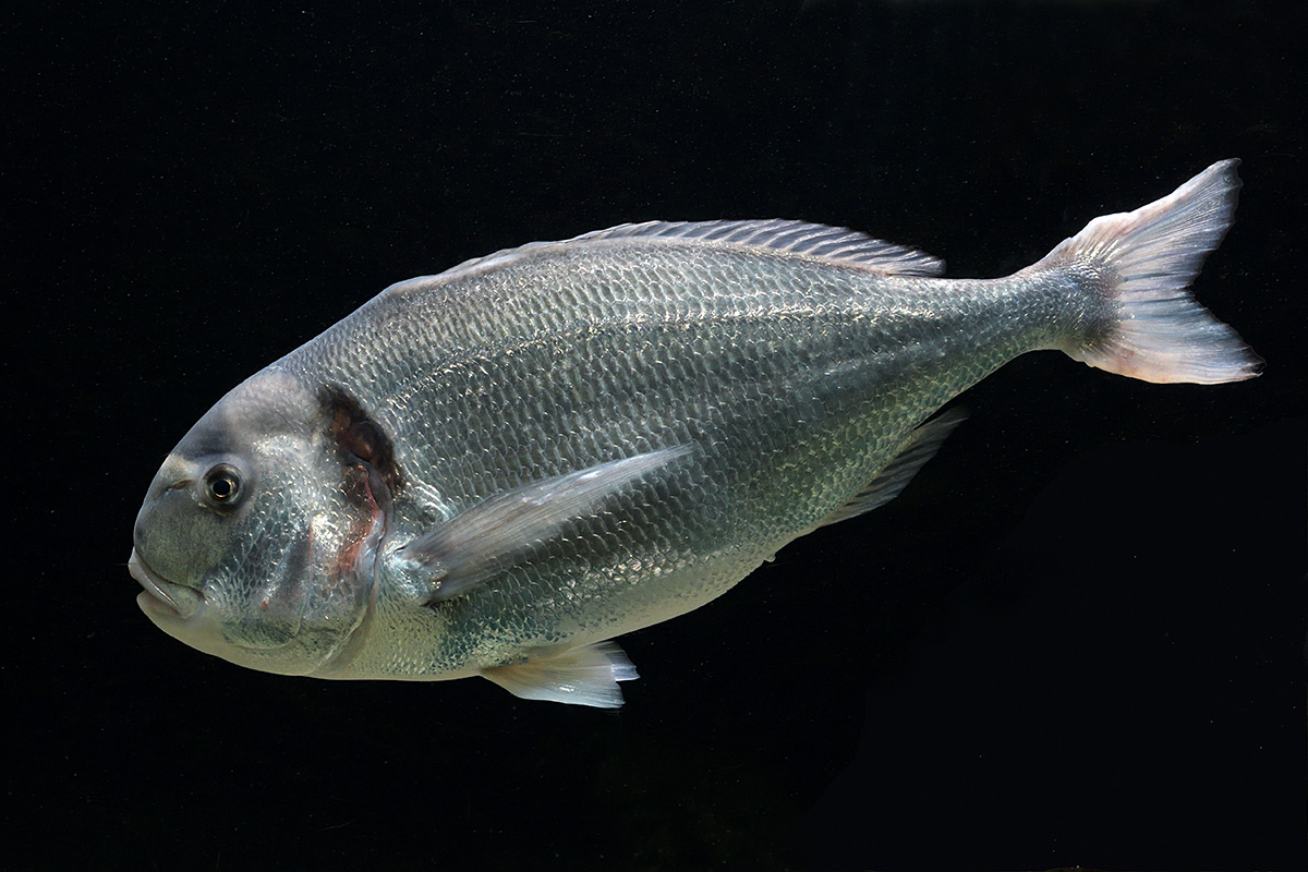 Gilthead Seabream (Sparus aurata) (2)