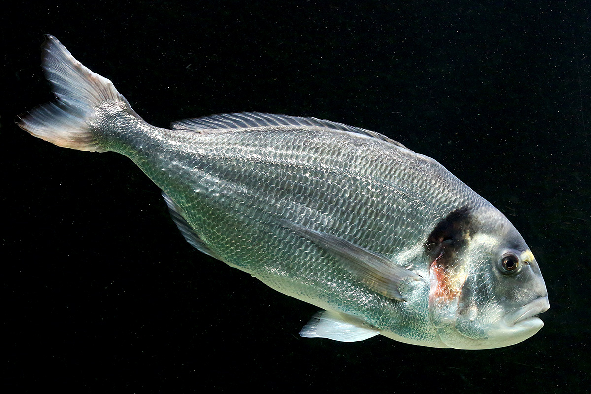 Gilthead Seabream (Sparus aurata) (3)