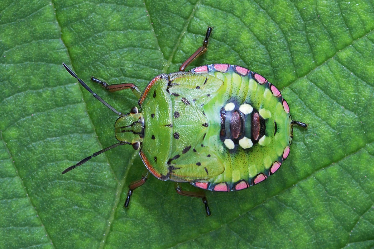 Southern Green Shield Bug (Nezara viridula) (1)