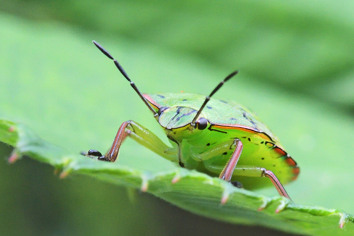 Southern Green Shield Bug (Nezara viridula) (2)