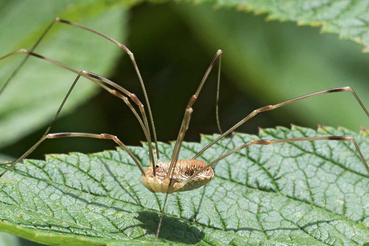 Harvestman (Phalangium opilio) (3)