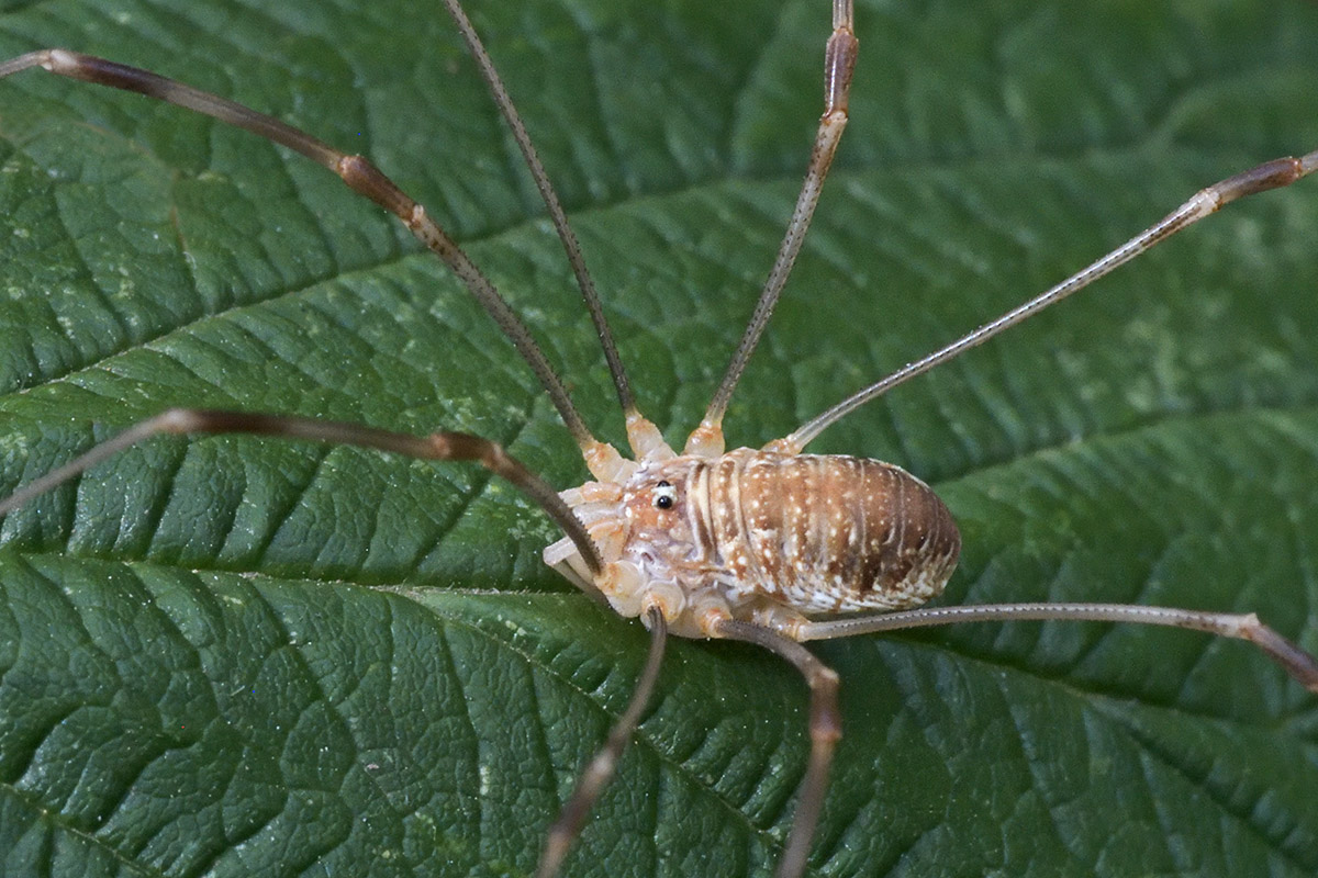 Harvestman (Phalangium opilio) (4)