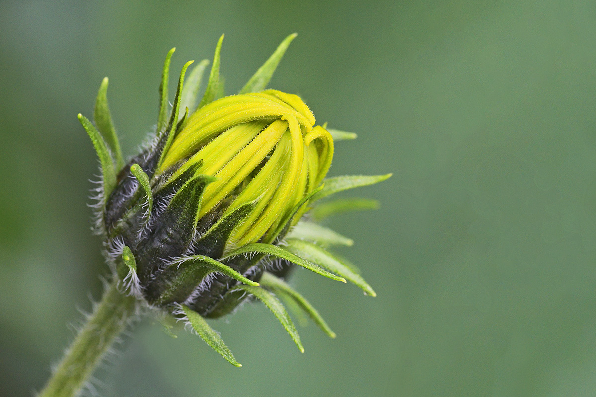 Jerusalem Artichoke (Helianthus tuberosus) (1)