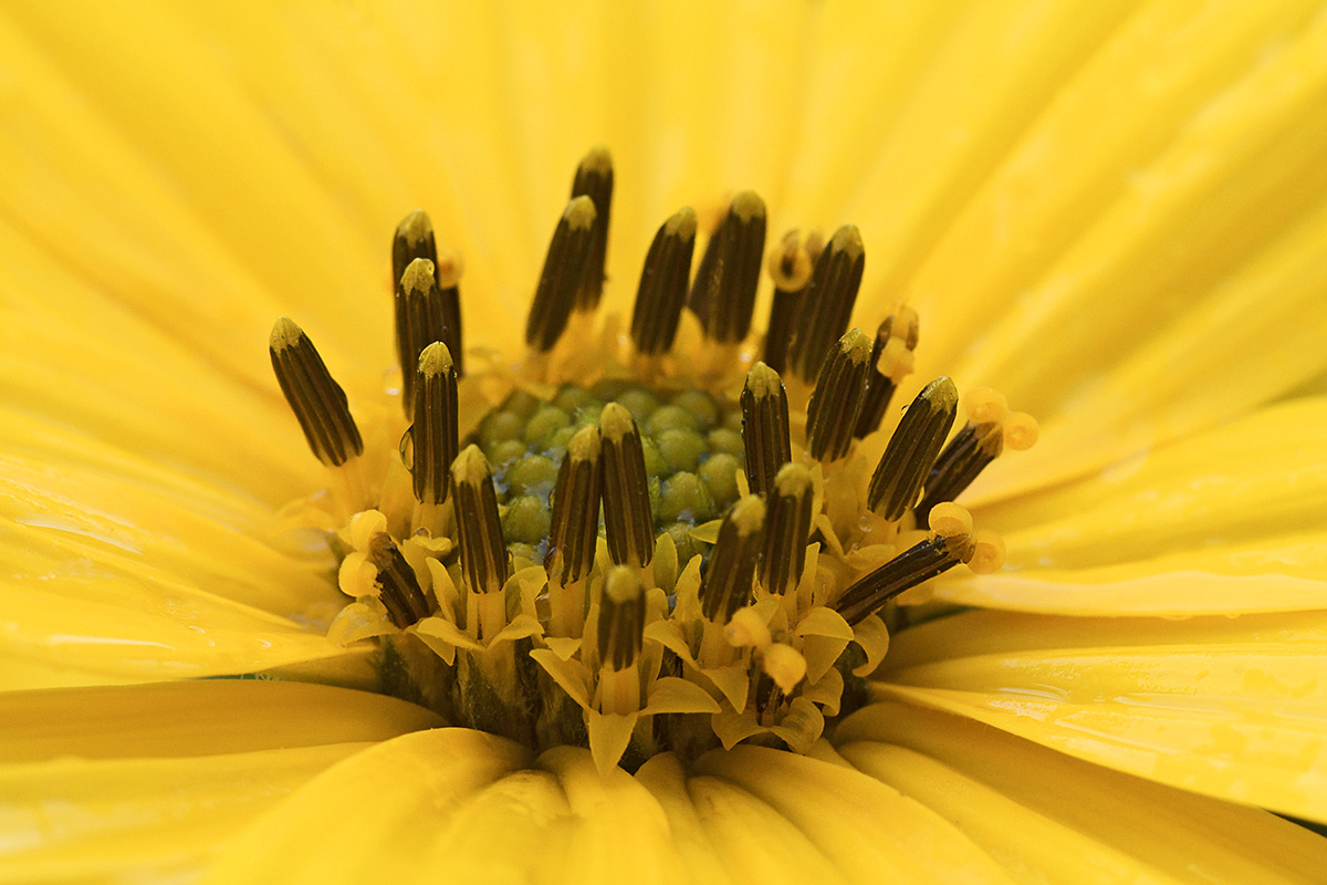 Jerusalem Artichoke (Helianthus tuberosus) (2)