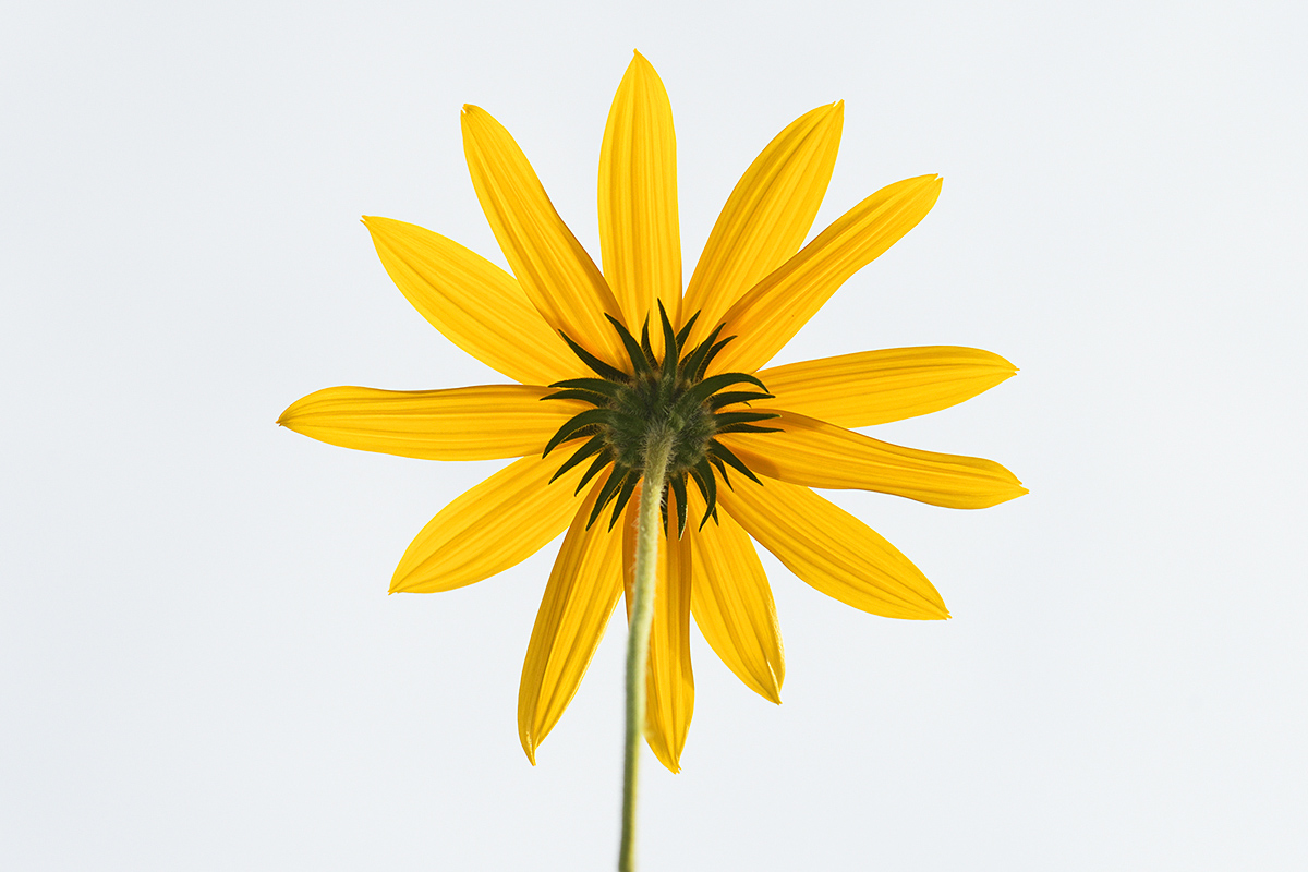 Jerusalem Artichoke (Helianthus tuberosus) (3)