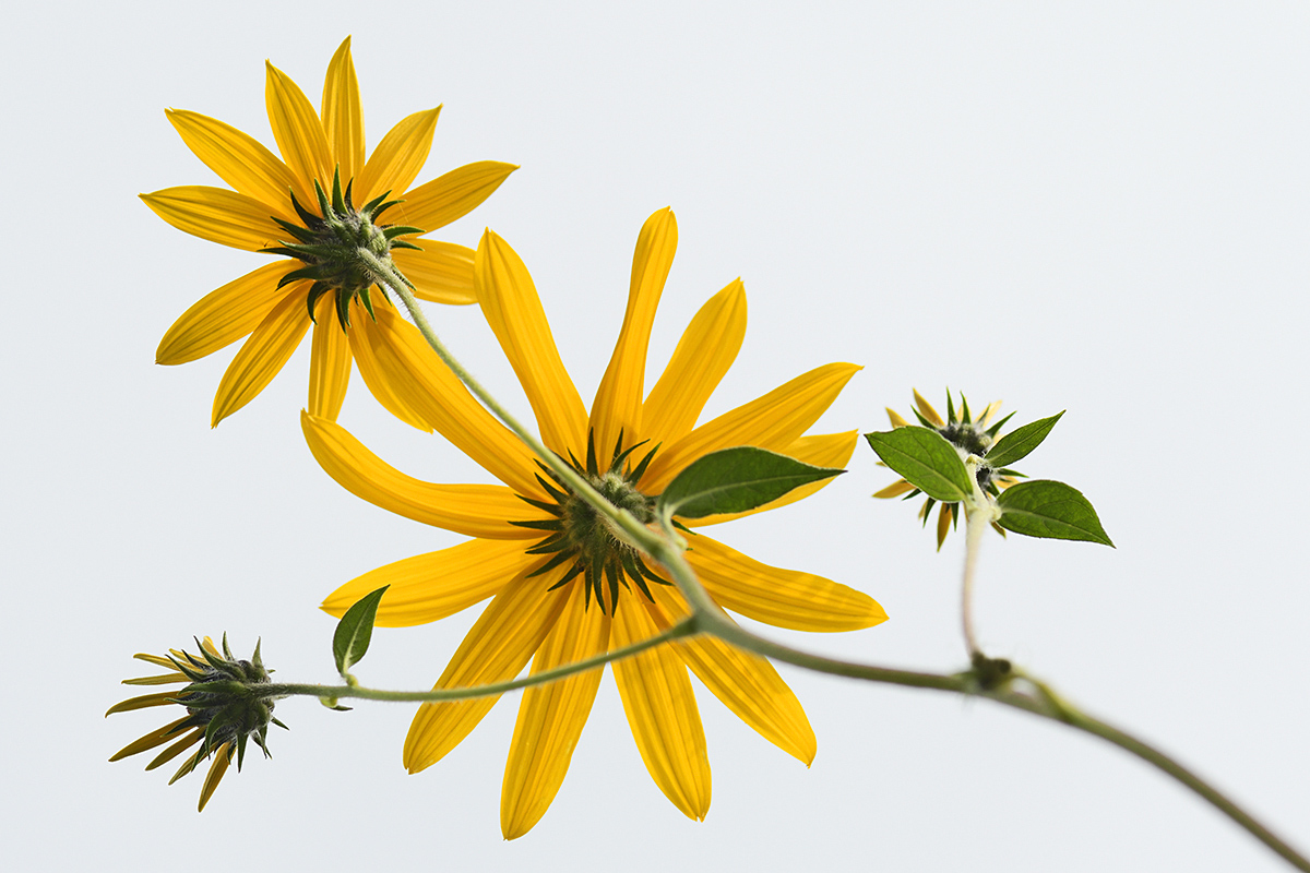 Jerusalem Artichoke (Helianthus tuberosus) (4)