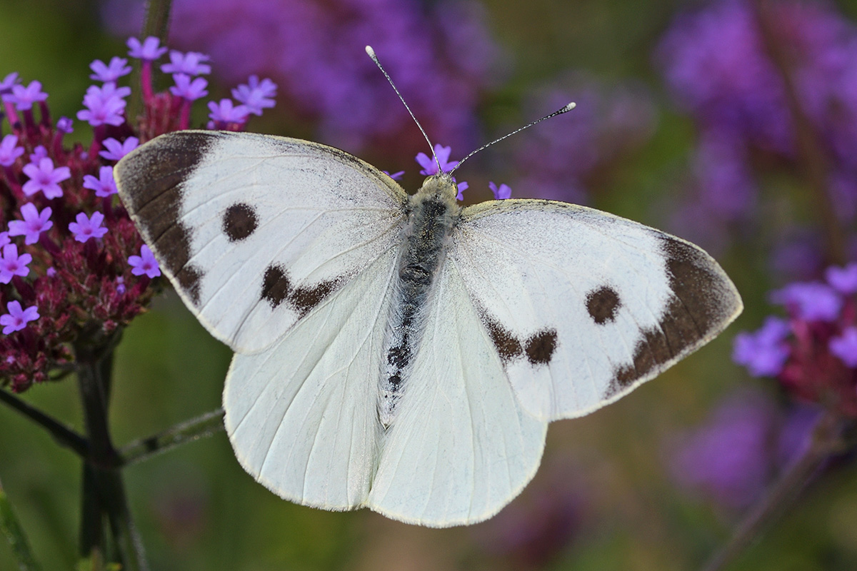 Large White (Pieris brassicae) (2)