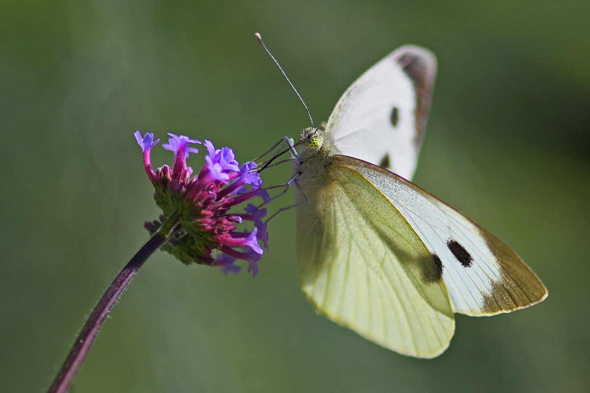 Large White (Pieris brassicae) (3)