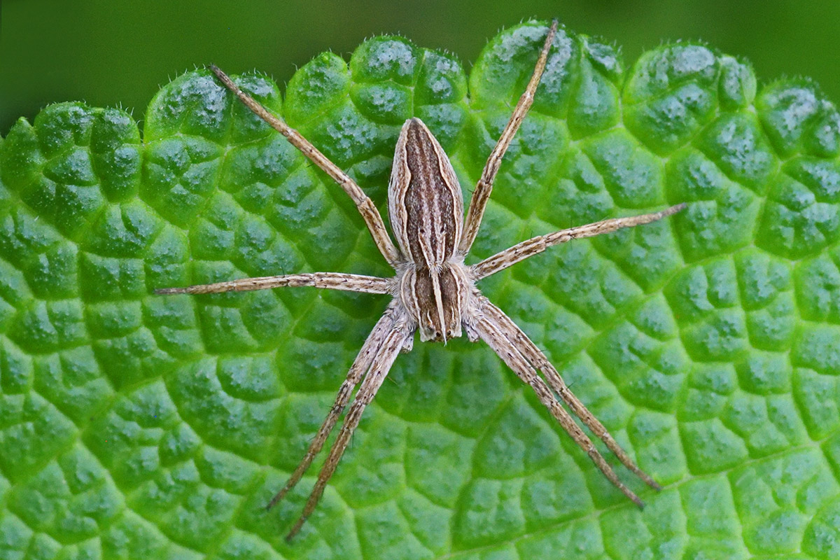 Nursery Web Spider (Pisaura mirabilis) (1)