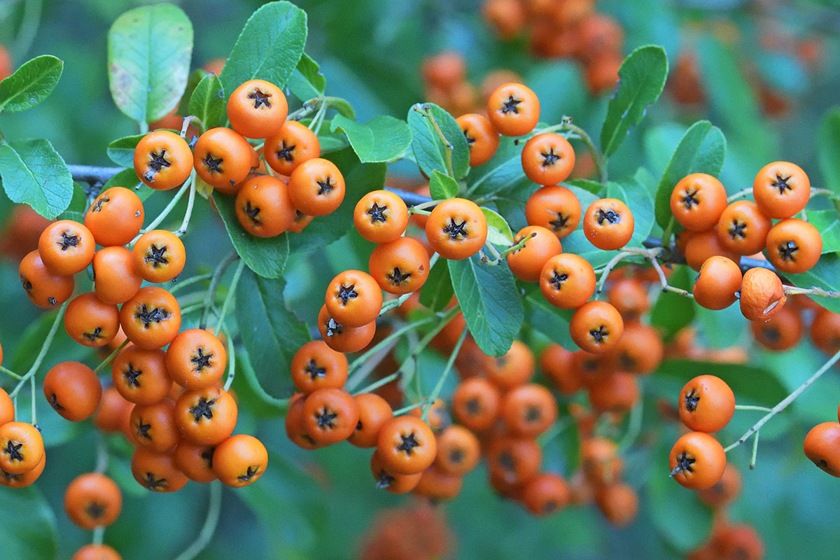 Scarlet Firethorn (Pyracantha coccinea) (1)