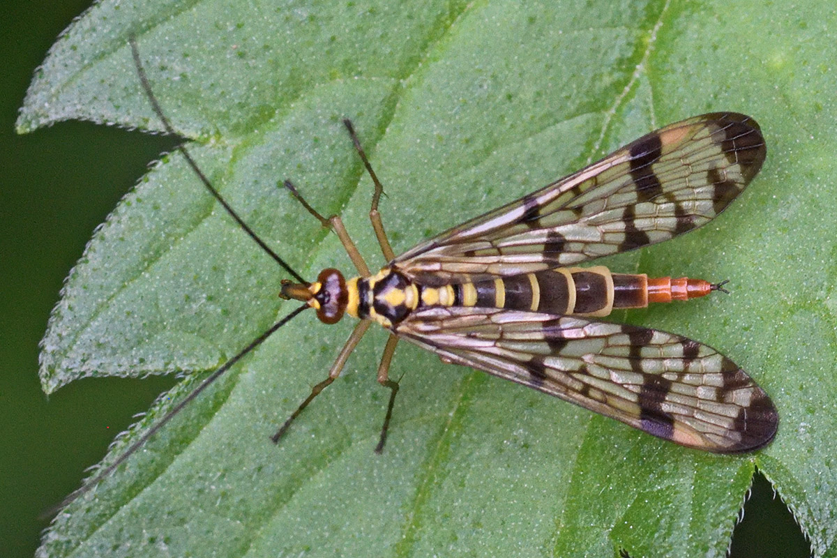 Scorpion Fly (Panorpa communis) (5)