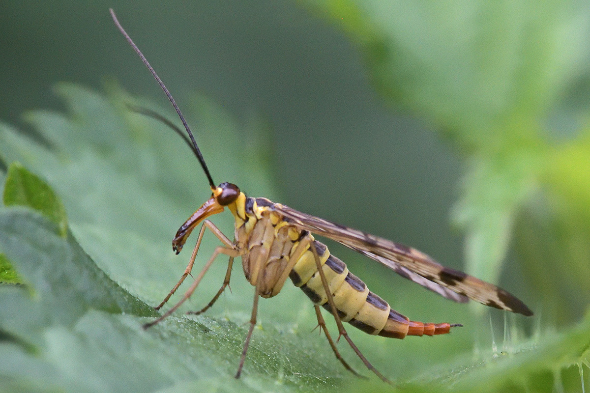 Scorpion Fly (Panorpa communis) (6)