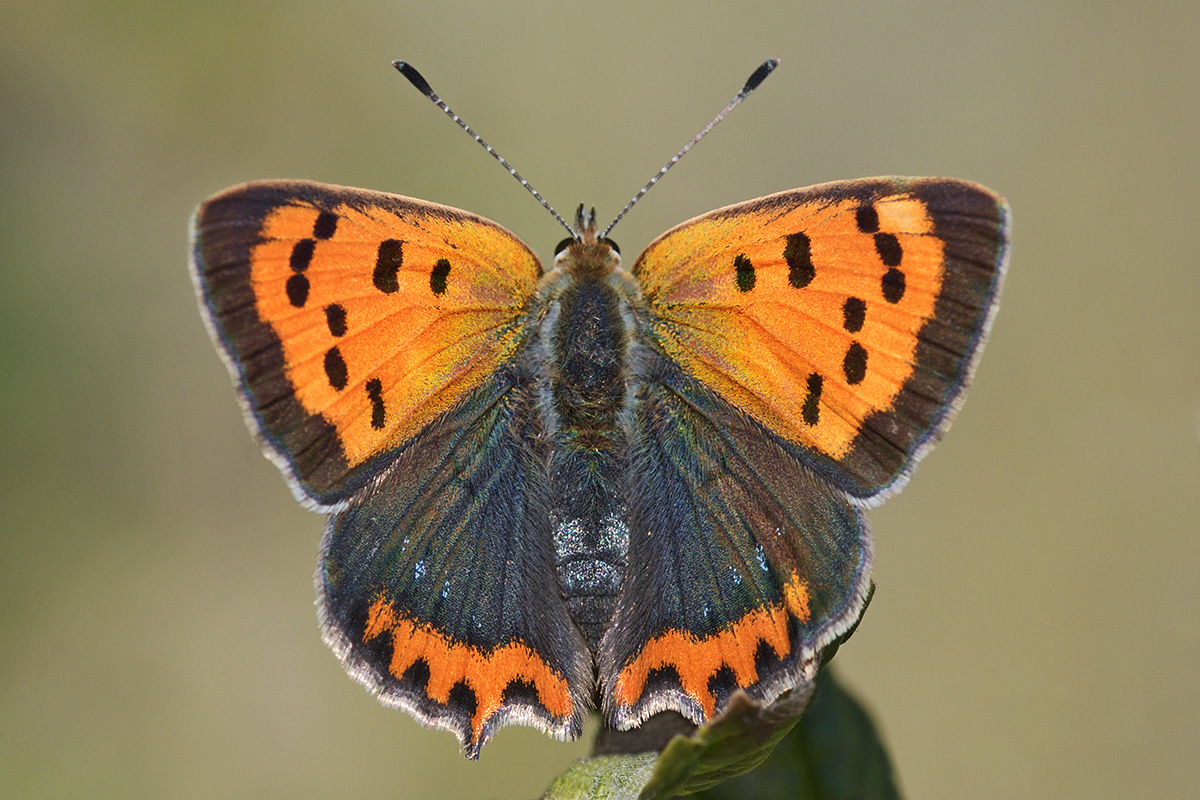 Small Copper (Lycaena phlaeas) (1)