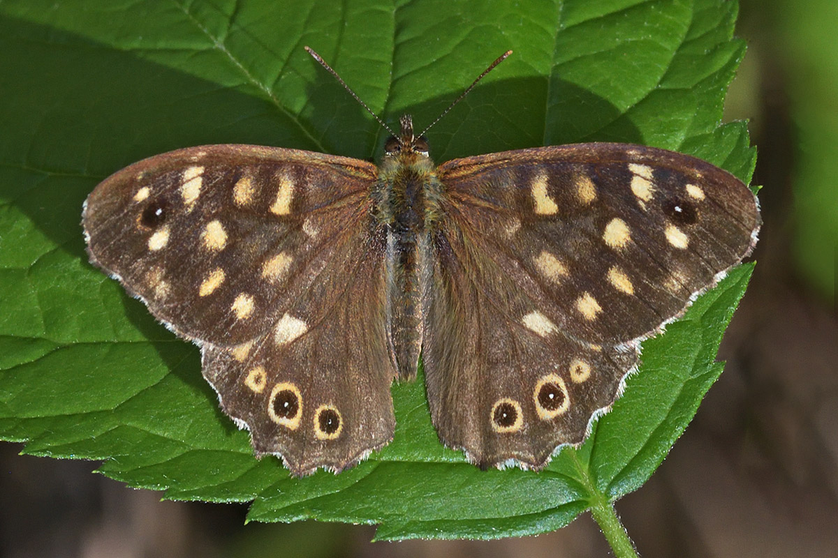 Speckled Wood (Pararge aegeria) (1)