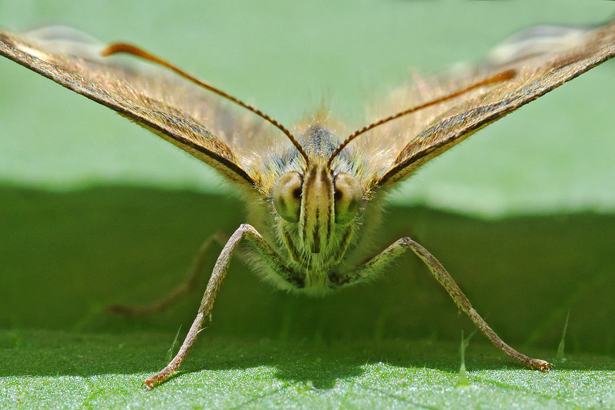 Speckled Wood (Pararge aegeria) (2)