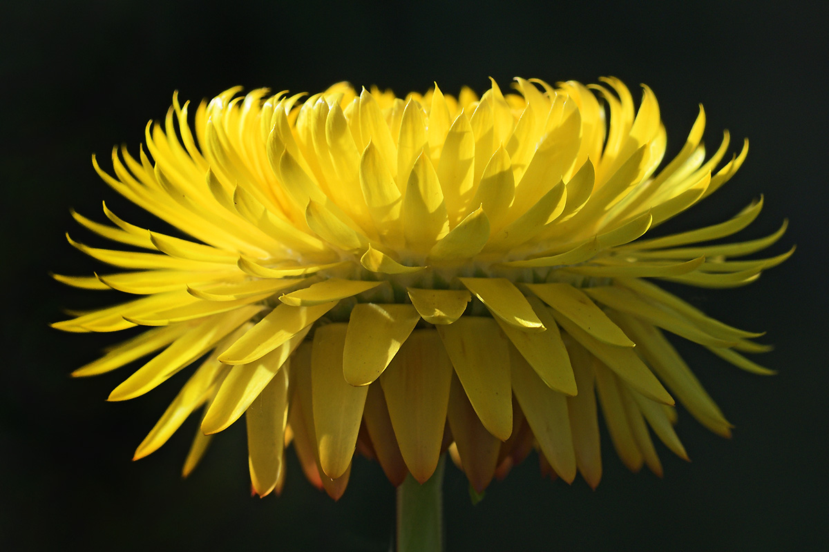 Strawflower (Helichrysum bracteatum) (2)