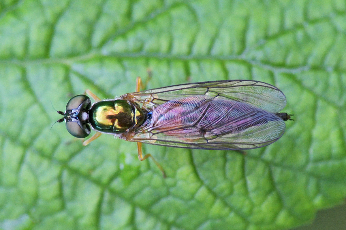 Twin-Spot Centurion (Sargus bipunctatus) (1)