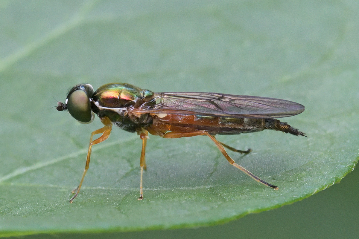 Twin-Spot Centurion (Sargus bipunctatus) (2)