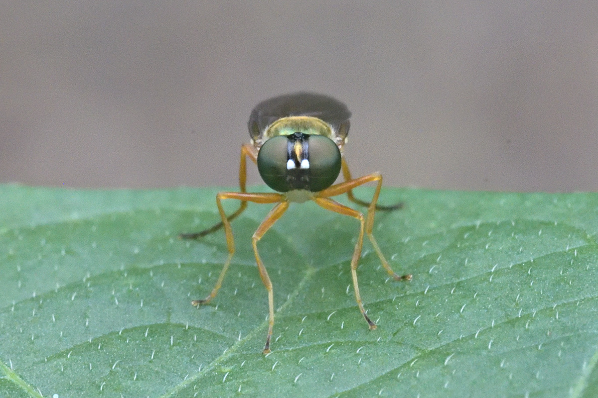 Twin-Spot Centurion (Sargus bipunctatus) (3)