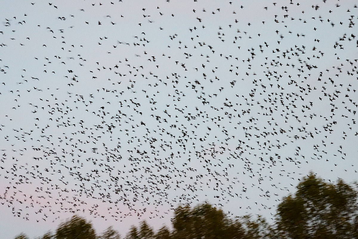 Common Starlings (Sturnus vulgaris) (1)