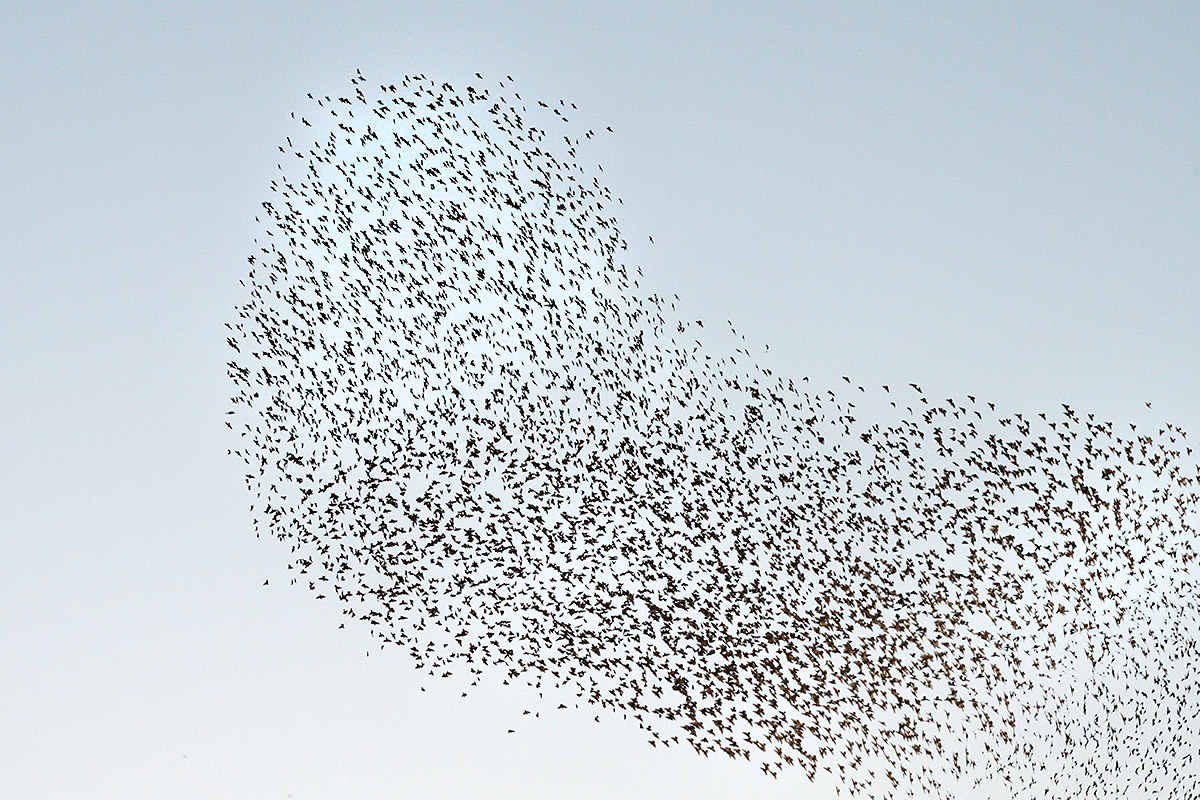 Common Starlings (Sturnus vulgaris) (2)