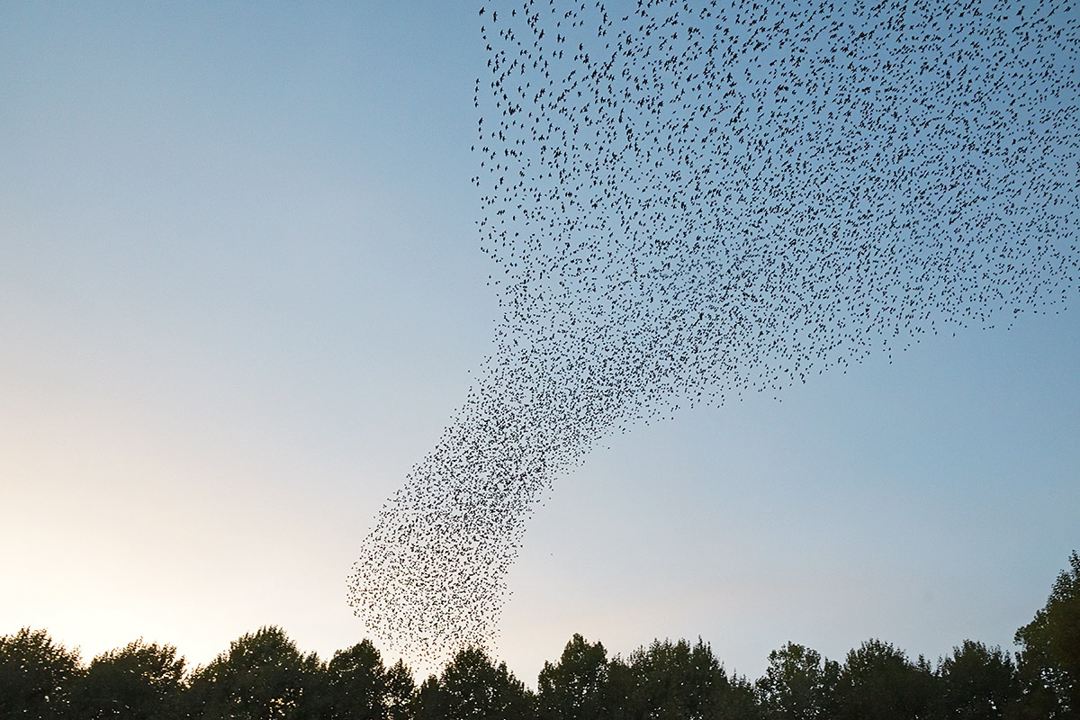 Common Starlings (Sturnus vulgaris) (3)