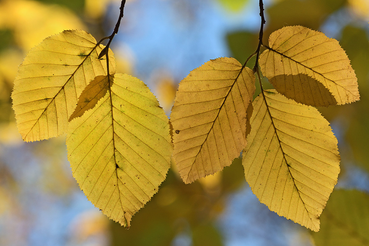 Fall Beauty (5)