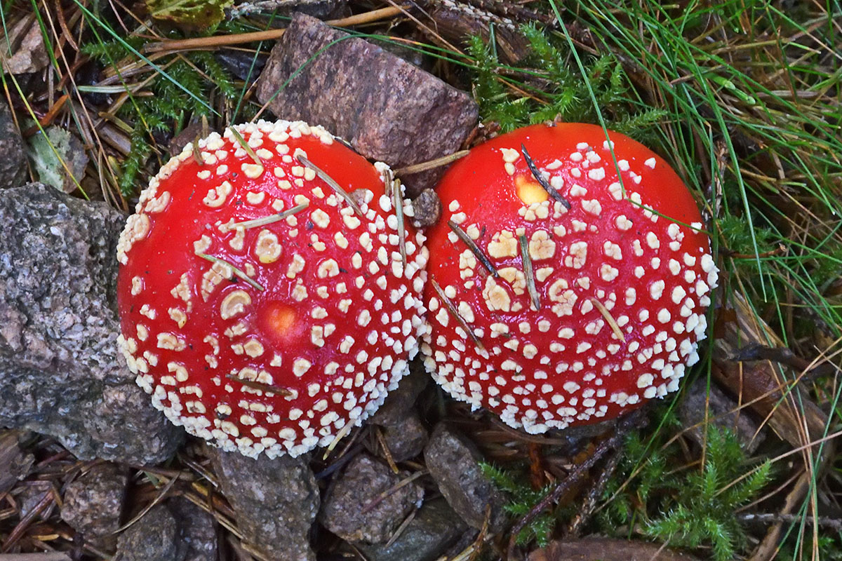 Fly Agaric (Amanita muscaria) (1)