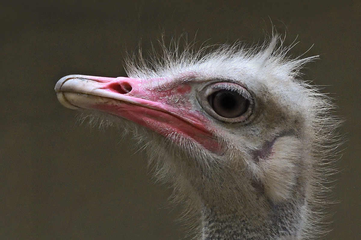 Ostrich (Struthio camelus) (1)