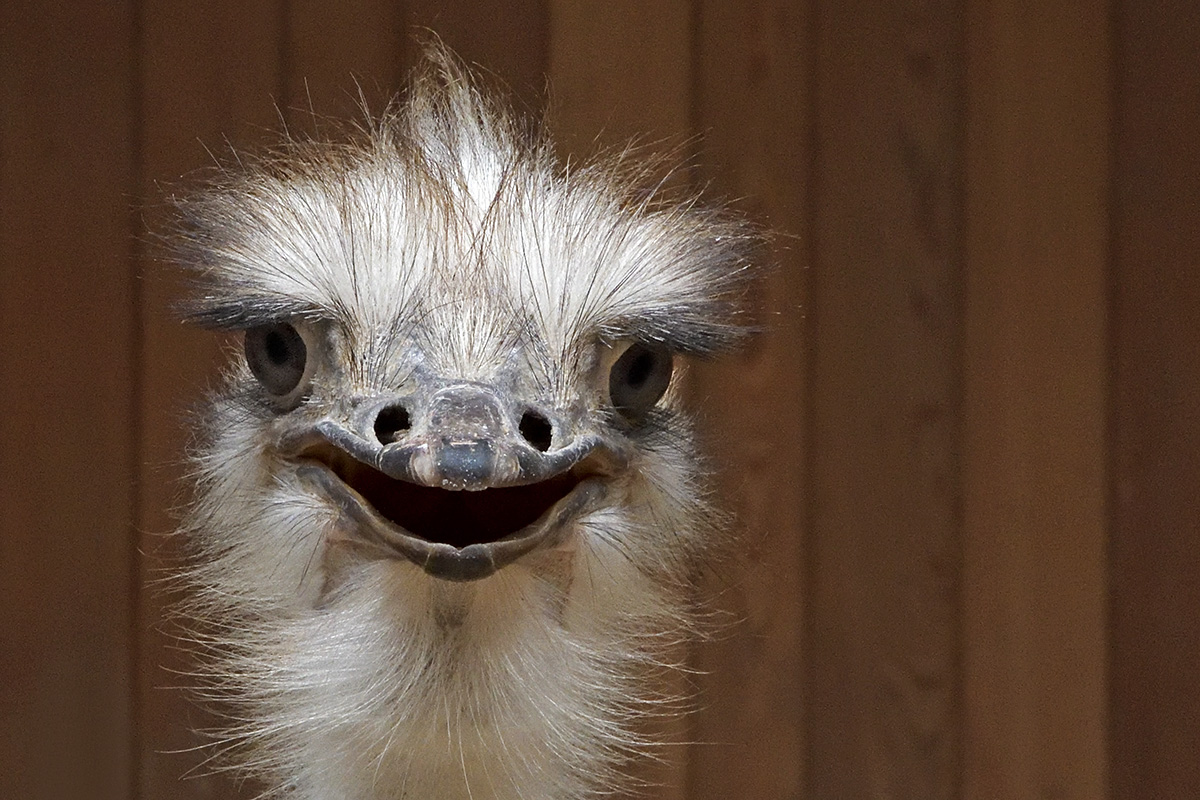 Ostrich (Struthio camelus) (2)