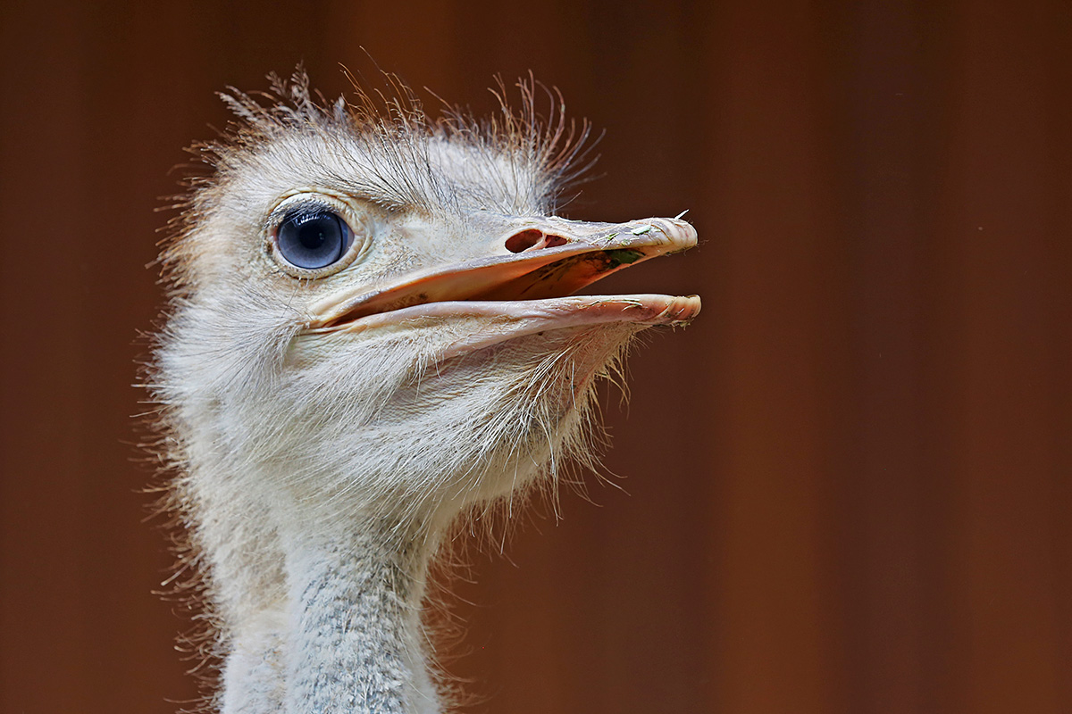 Ostrich (Struthio camelus) (3)