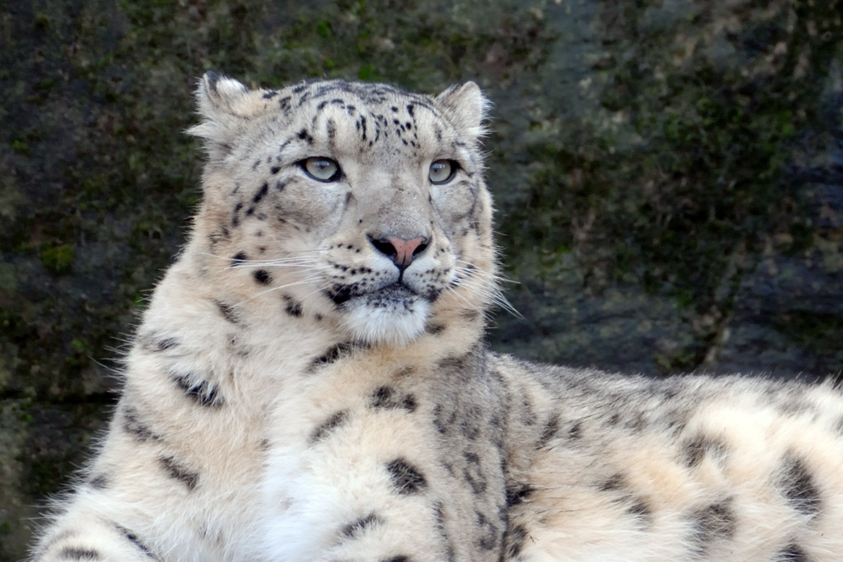 Snow Leopard (Panthera uncia) (1)