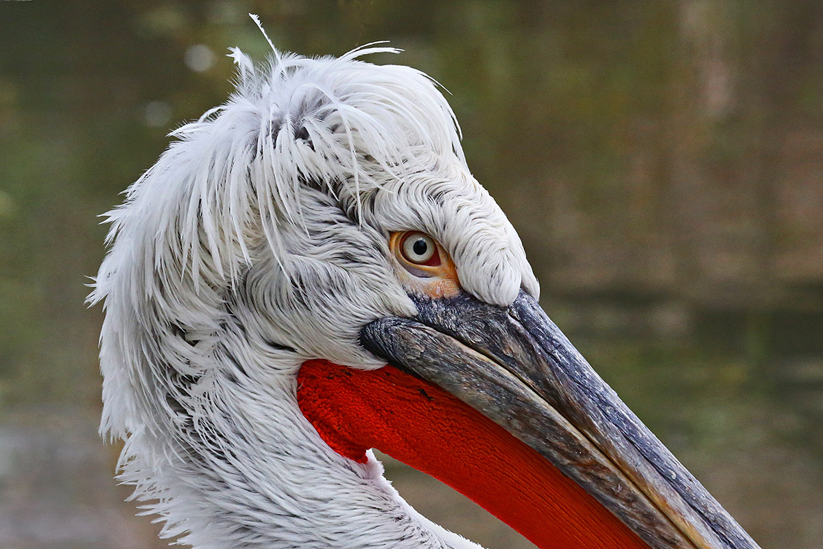 Dalmatian Pelican (Pelecanus crispus) (1)