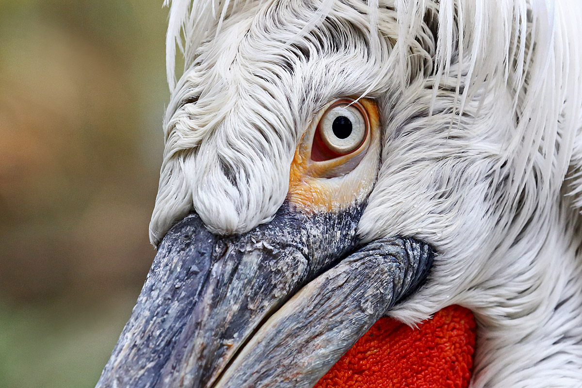 Dalmatian Pelican (Pelecanus crispus) (2)