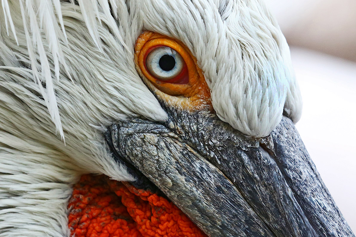 Dalmatian Pelican (Pelecanus crispus) (4)