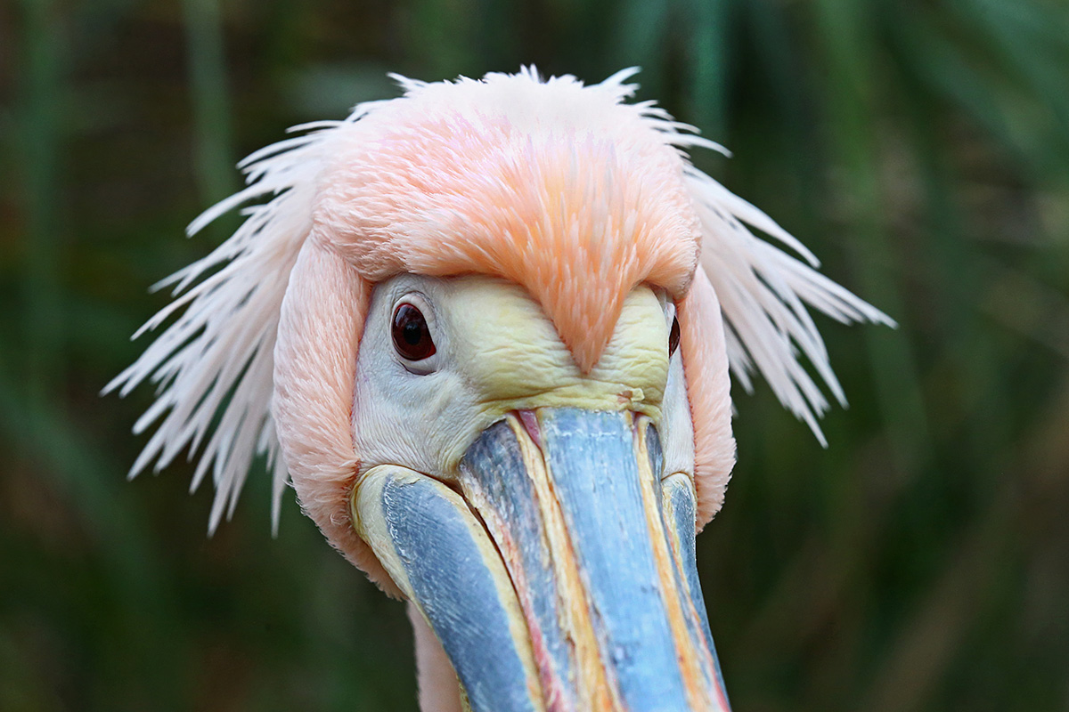 Great White Pelican (Pelecanus onocrotalus (6)