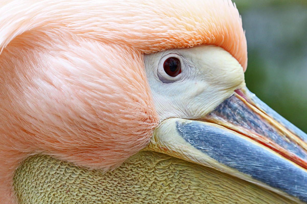 Great White Pelican (Pelecanus onocrotalus (7)