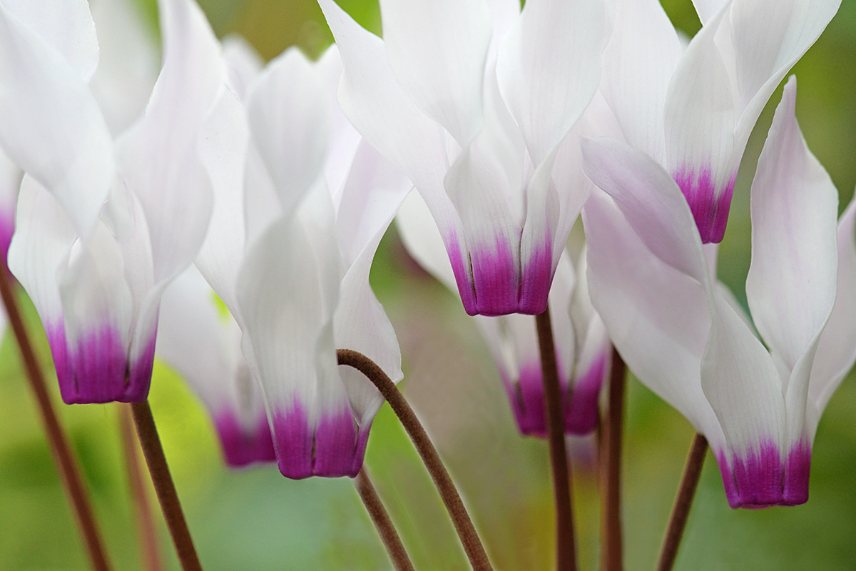 Persian Cyclamen (Cyclamen persicum) (1)