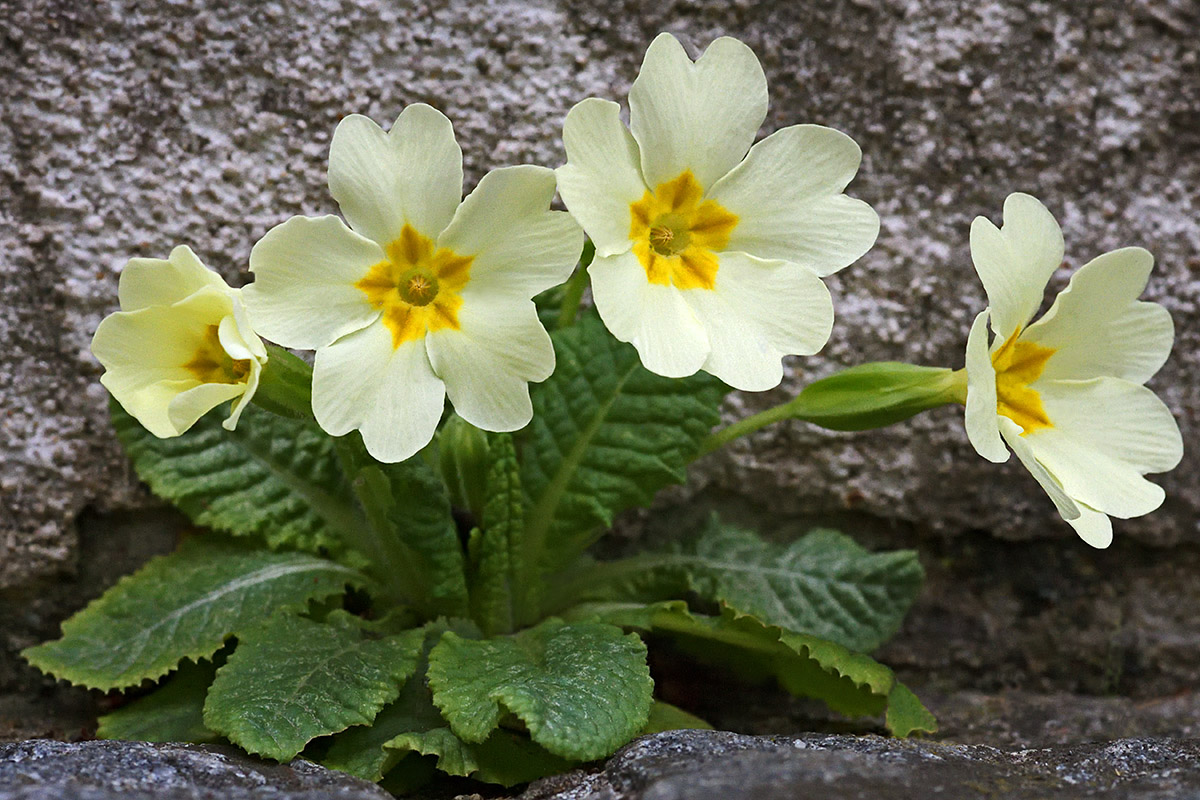 Primrose (Primula vulgaris) (1)