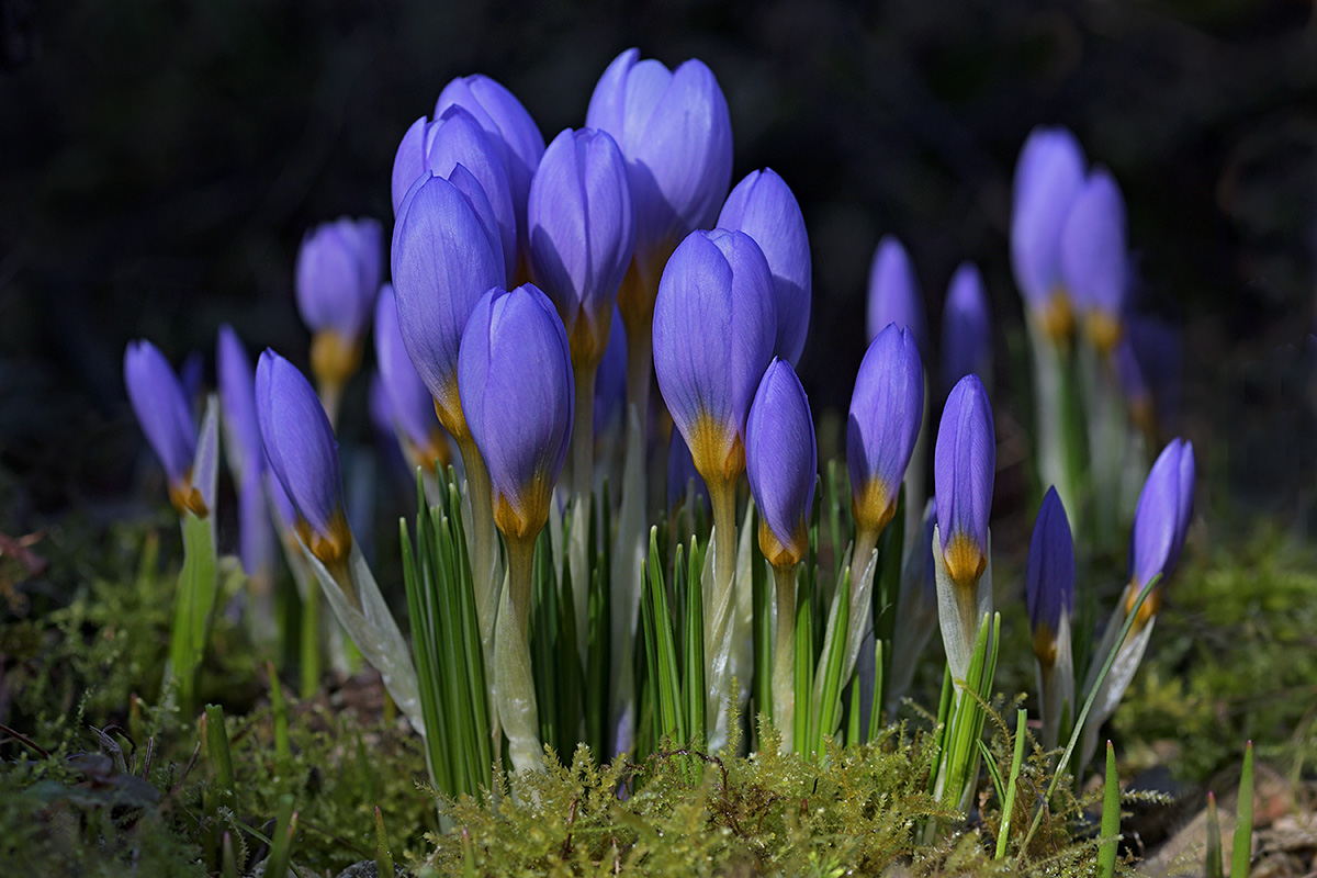 Snow crocuses (Crocus sieberi ssp. atticus) (1)