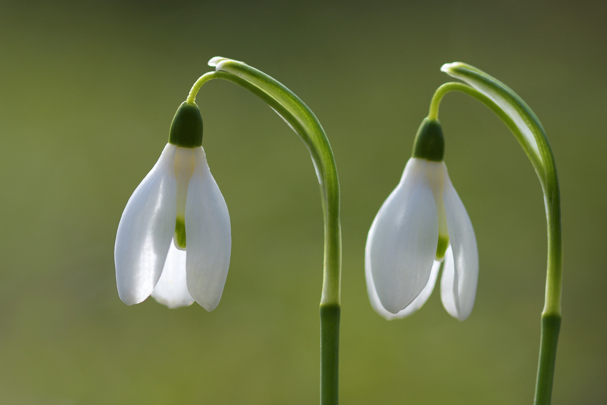 Snowdrops (Galanthus nivalis) (3)