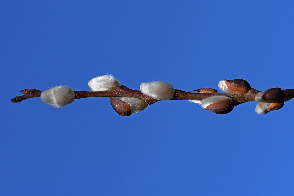 Willow Catkins (Salix caprea) (2)