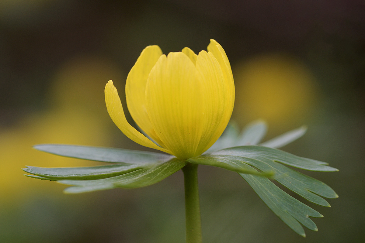 Winter aconites (Eranthis hyemalis) (4)