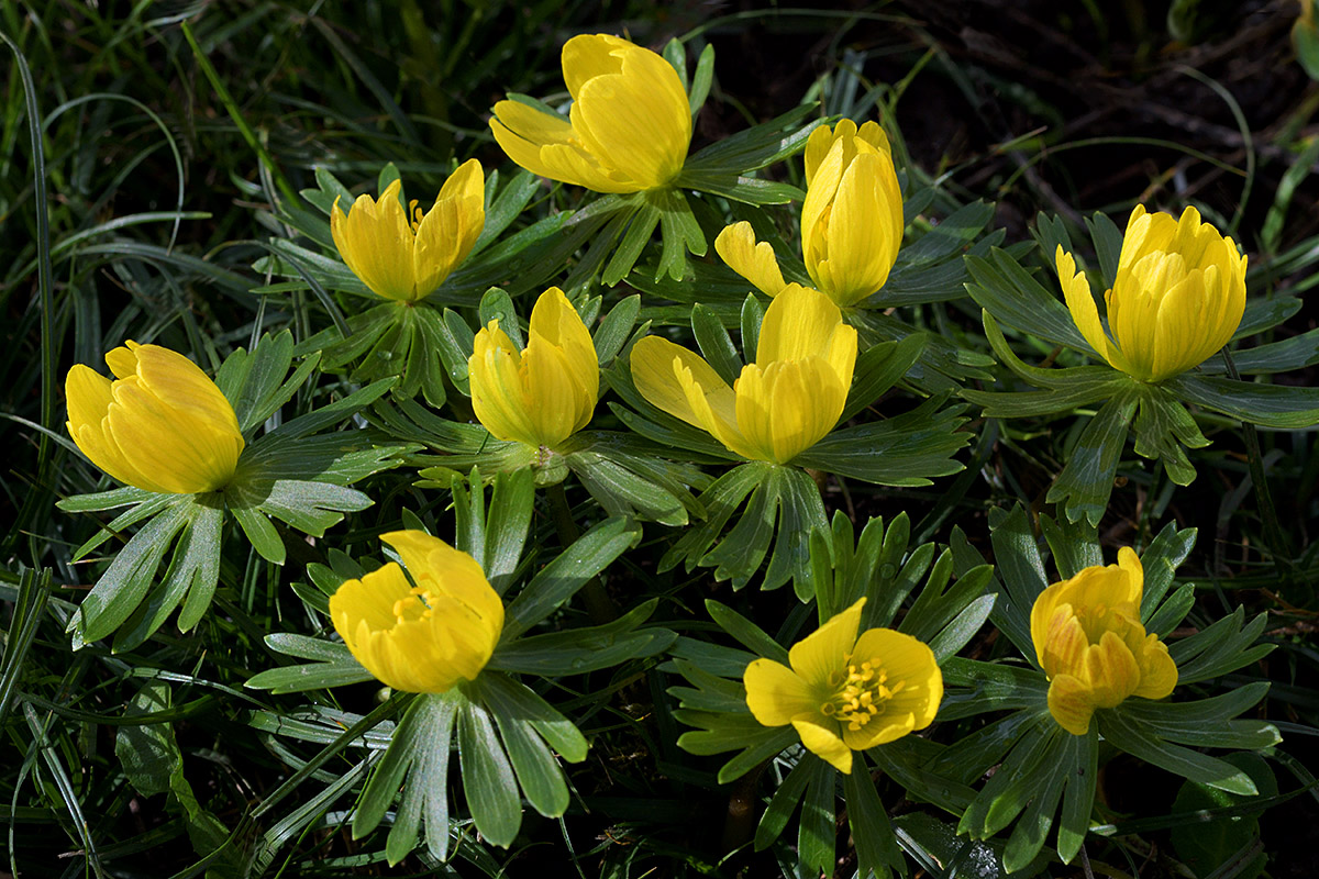 Winter Aconites (Eranthis hyemalis) (5)