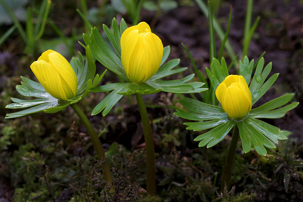 Winter Aconites (Eranthis hyemalis) (6)