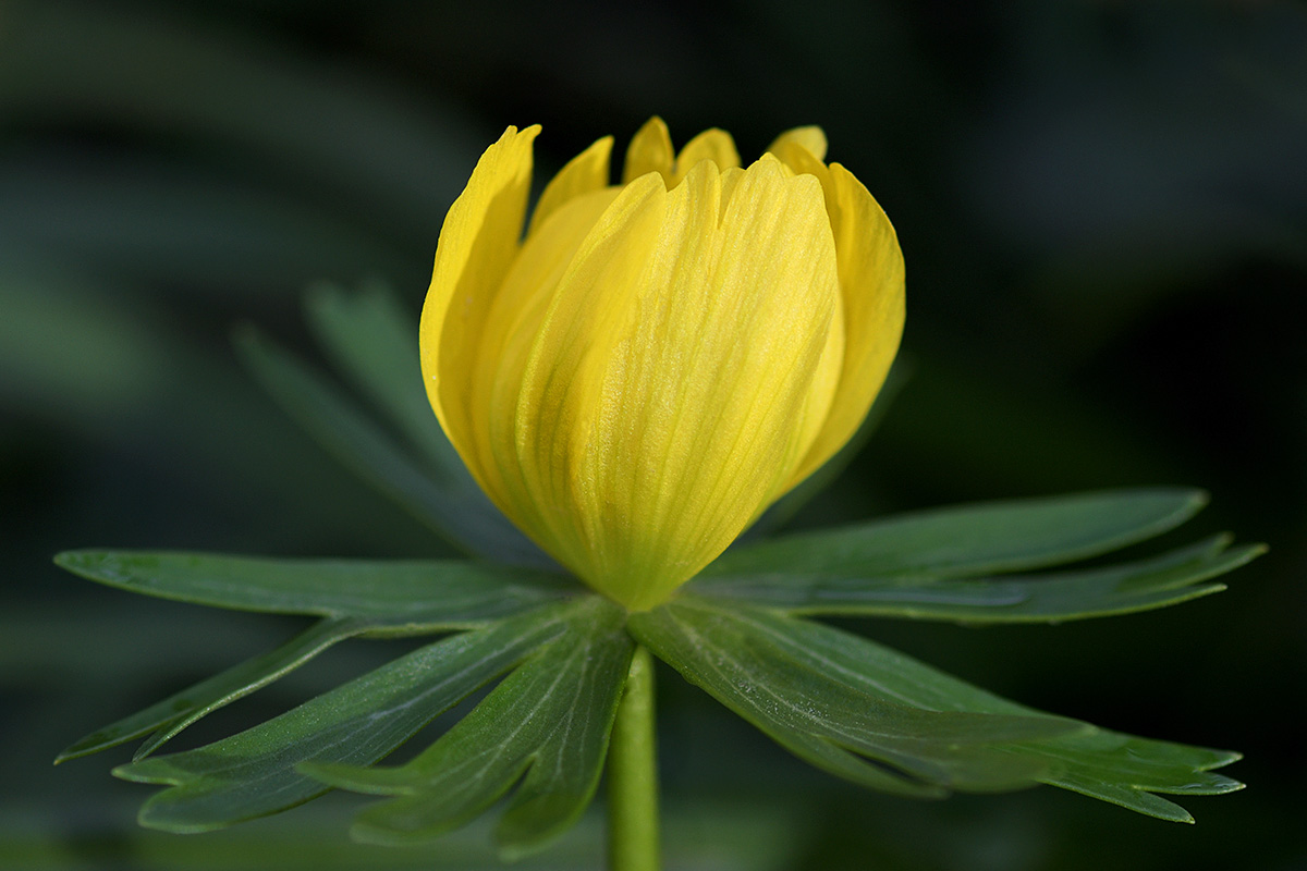 Winter Aconites (Eranthis hyemalis) (7)