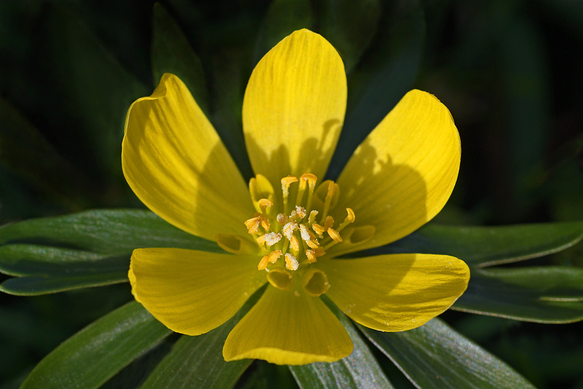 Winter Aconites (Eranthis hyemalis) (8)