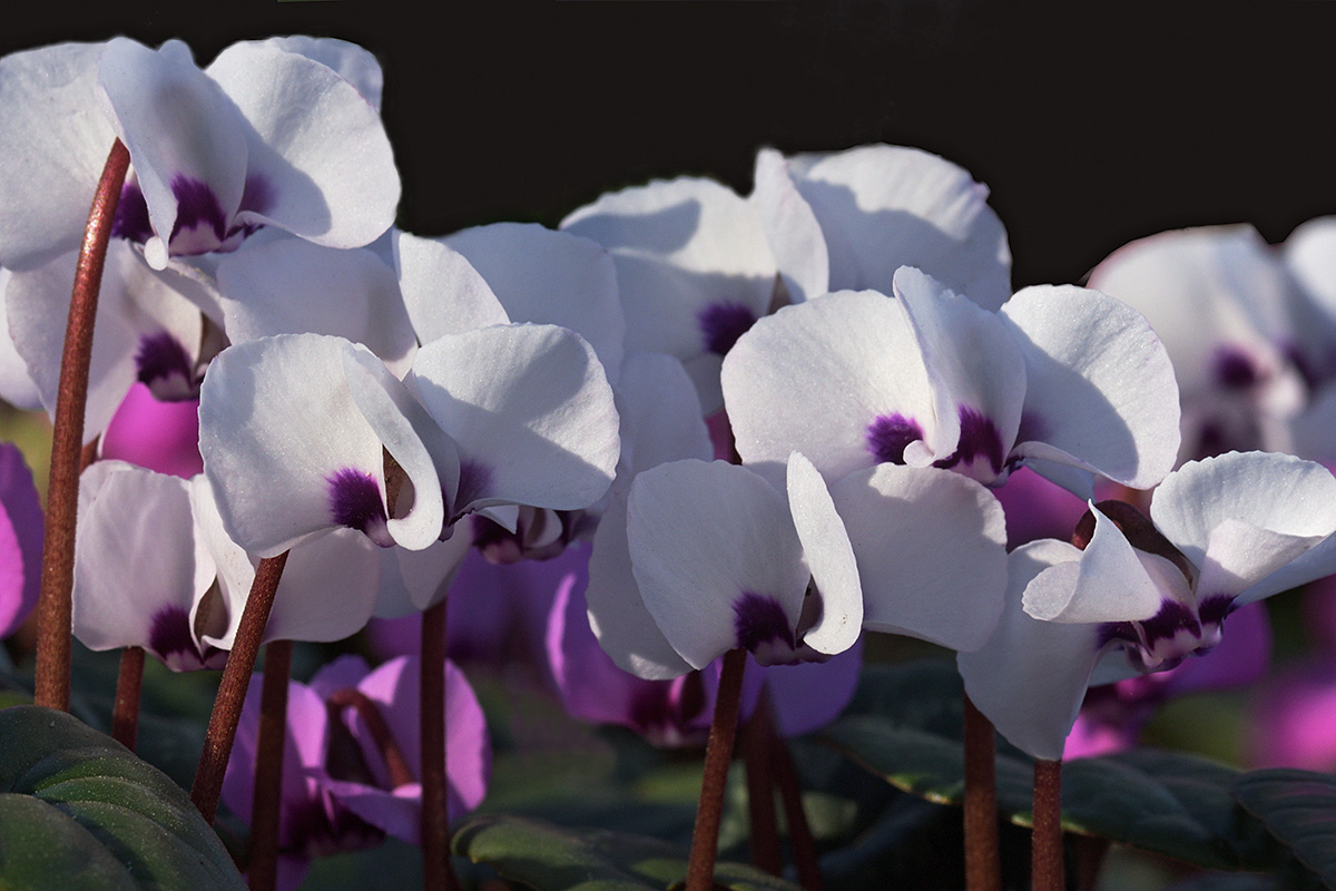 Winter Cyclamen (Cyclamen coum) (1)