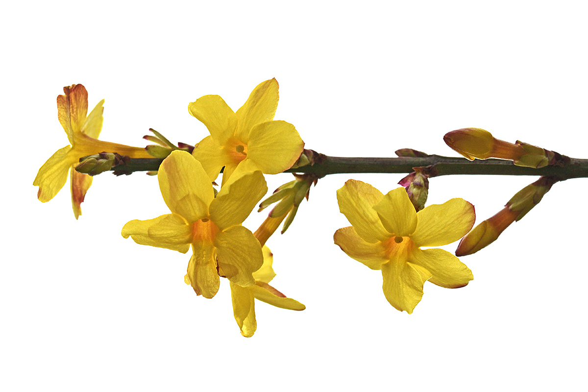 Winter Jasmine (Jasminum nudiflorum) (1)