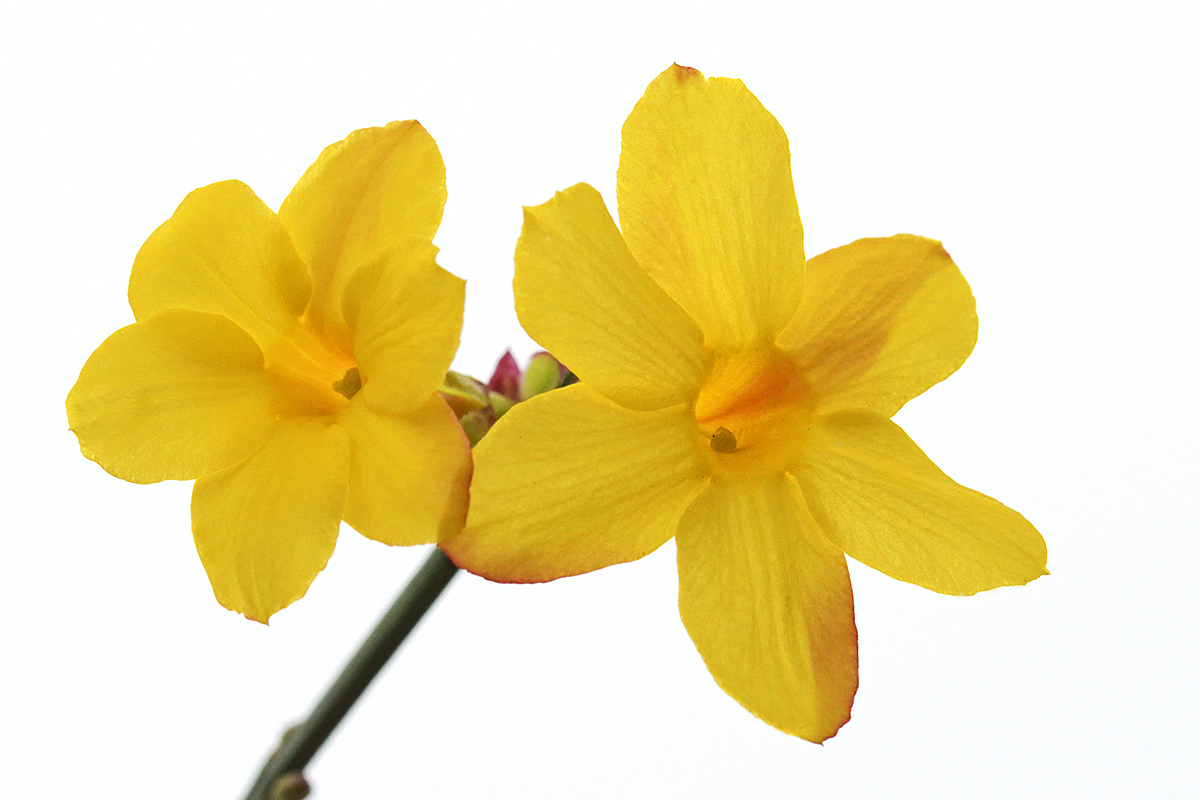 Winter Jasmine (Jasminum nudiflorum) (2)